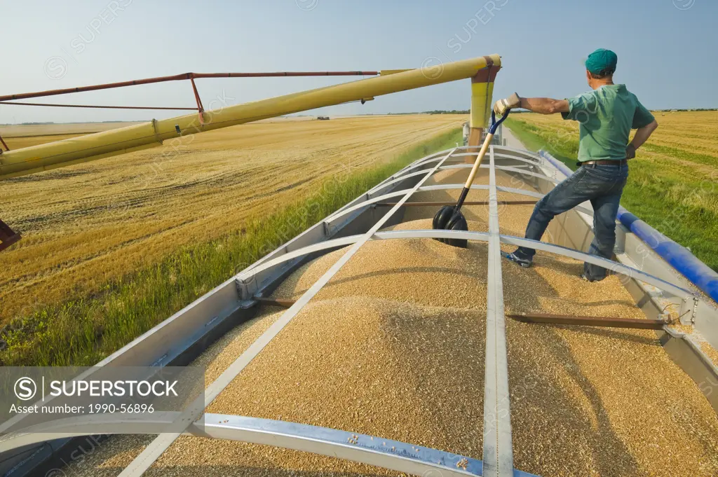 An auger loads wheat into a farm truck during the harvest, near Lorette, Manitoba, Canada