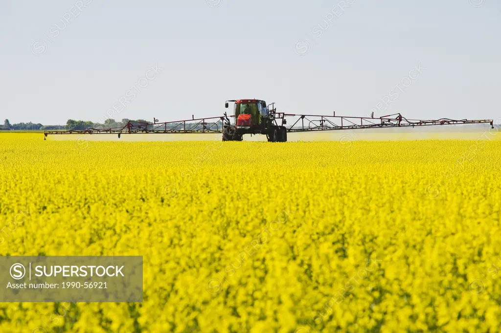 A high clearance sprayer applies fungicide on blooming canola to prevent Sclerotinia, near Dugald, Manitoba, Canada