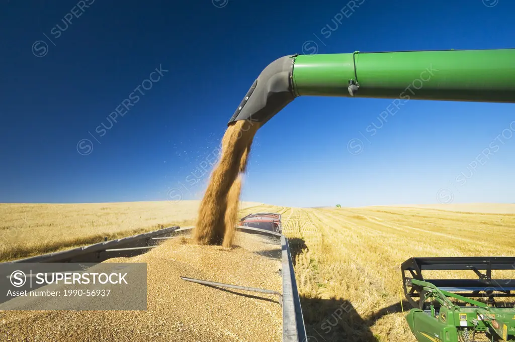 A combine auger empties spring wheat into a farm truck, near Pangman, Saskatchewan, Canada
