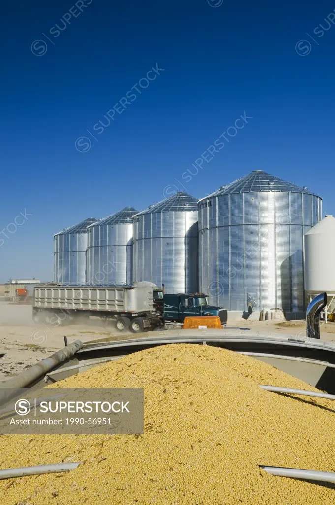 Soybeans in a farm truck during the harvest, near Lorette, Manitoba, Canada