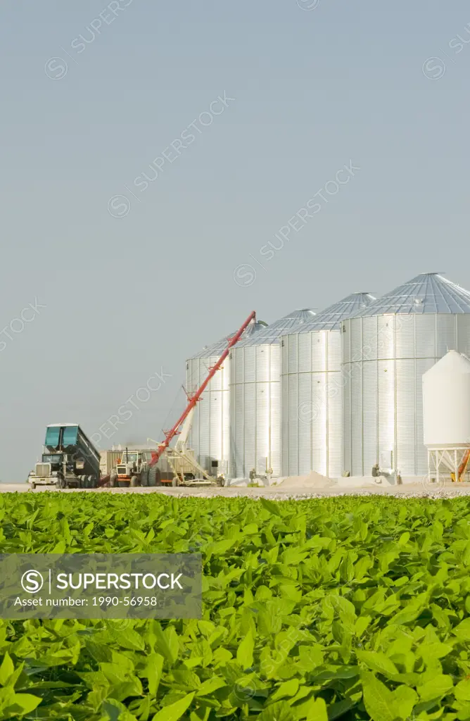 Mid growth soybean field, unloading wheat into grain binssilos in the background, Lorette, Manitoba, Canada
