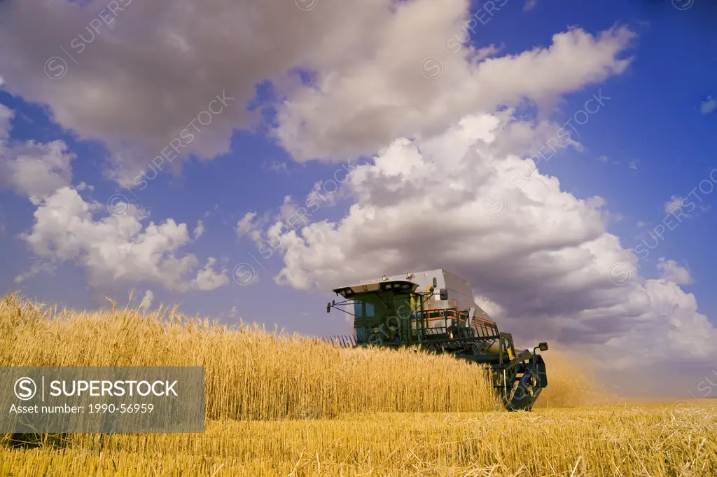 A combine harvesters works in a field of winter wheat, near Lorette, Manitoba, Canada
