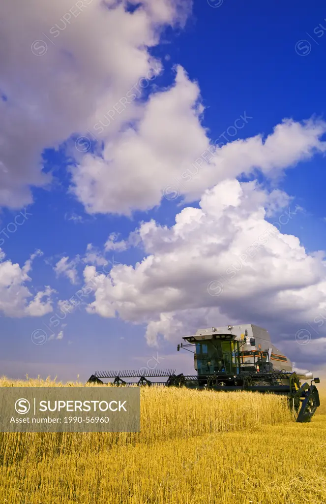 A combine harvesters works in a field of winter wheat, developing cumulonimbus clouds in the background near Lorette, Manitoba, Canada