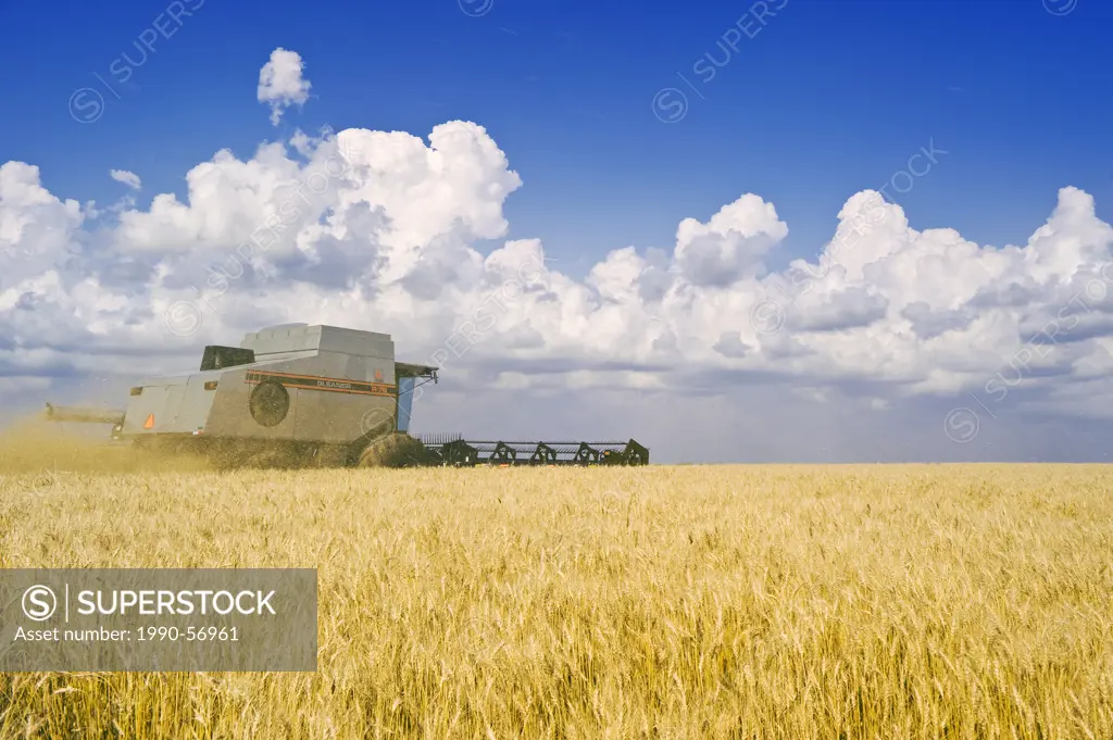 A combine harvesters works in a field of winter wheat, deveolping cumulonimbus clouds in the background, near Lorette, Manitoba, Canada