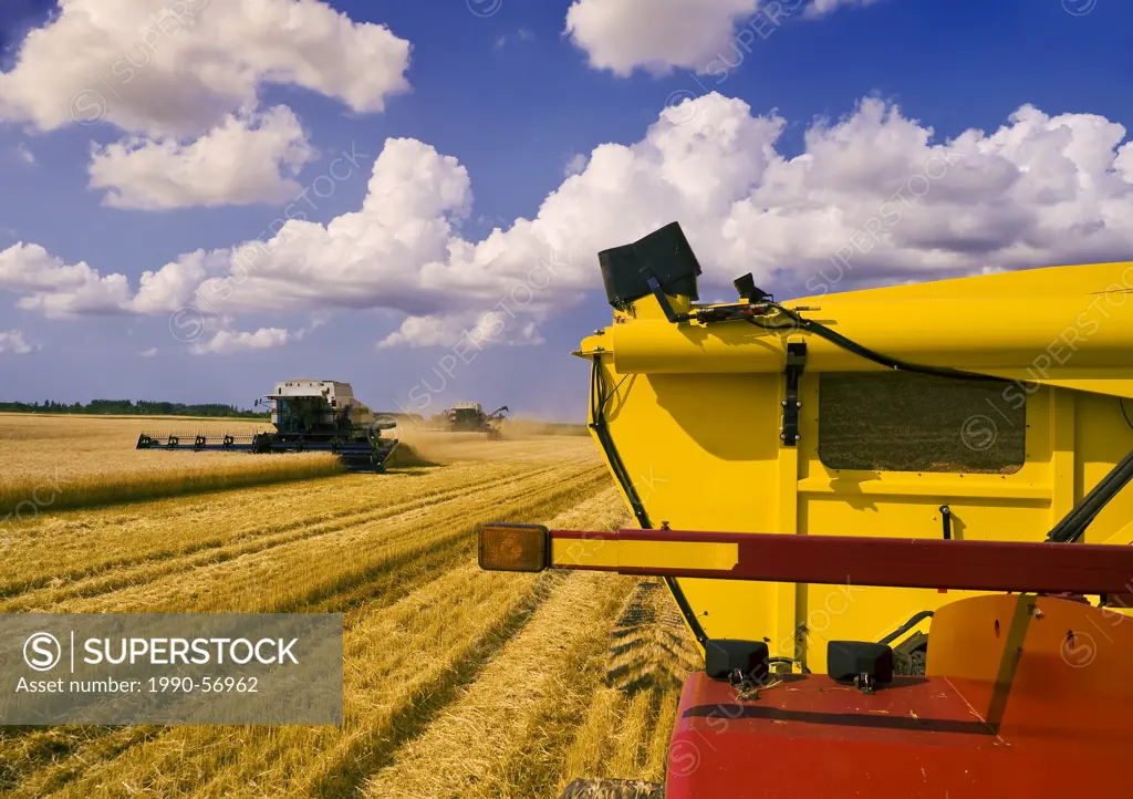 Two combines harvesters work a field of winter wheat , grain wagon in the foreground, near Lorette, Manitoba, Canada