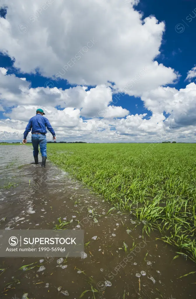 A farmer examines a flooded early growth barley field, developing storm clouds in the sky, near Niverville, Manitoba, Canada
