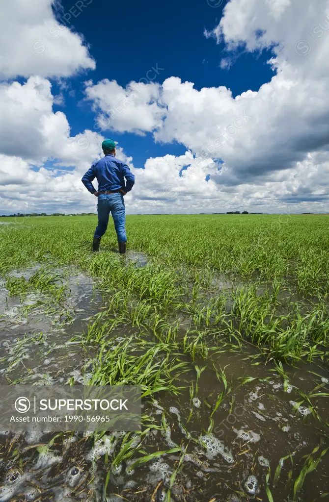 A farmer in a flooded early growth barley field, developing storm clouds in the sky, near Niverville, Manitoba, Canada