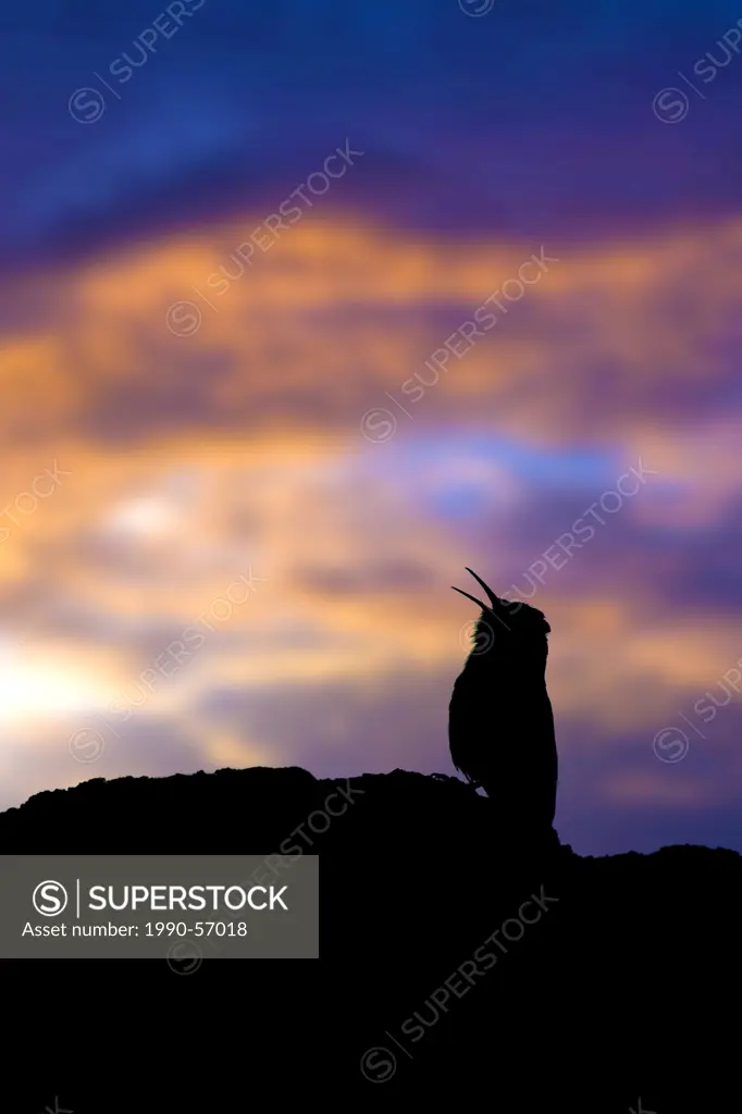 Canyon wren Catherpes mexicanus calling on territory, Okanagan Valley, southern Britsih Columbia, Canada