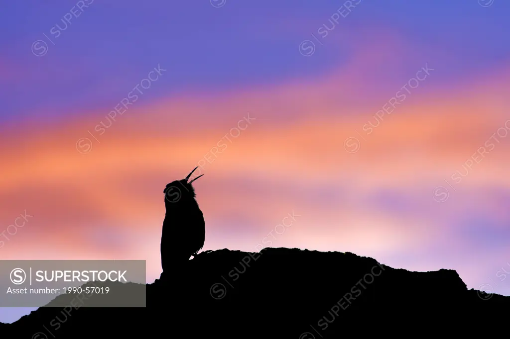 Canyon wren Catherpes mexicanus calling on territory, Okanagan Valley, southern Britsih Columbia, Canada