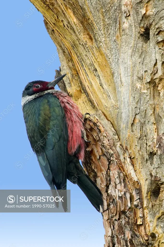 Lewis´s woodpecker Melanerpes lewis, Okanagan Valley, southern Britsih Columbia, Canada