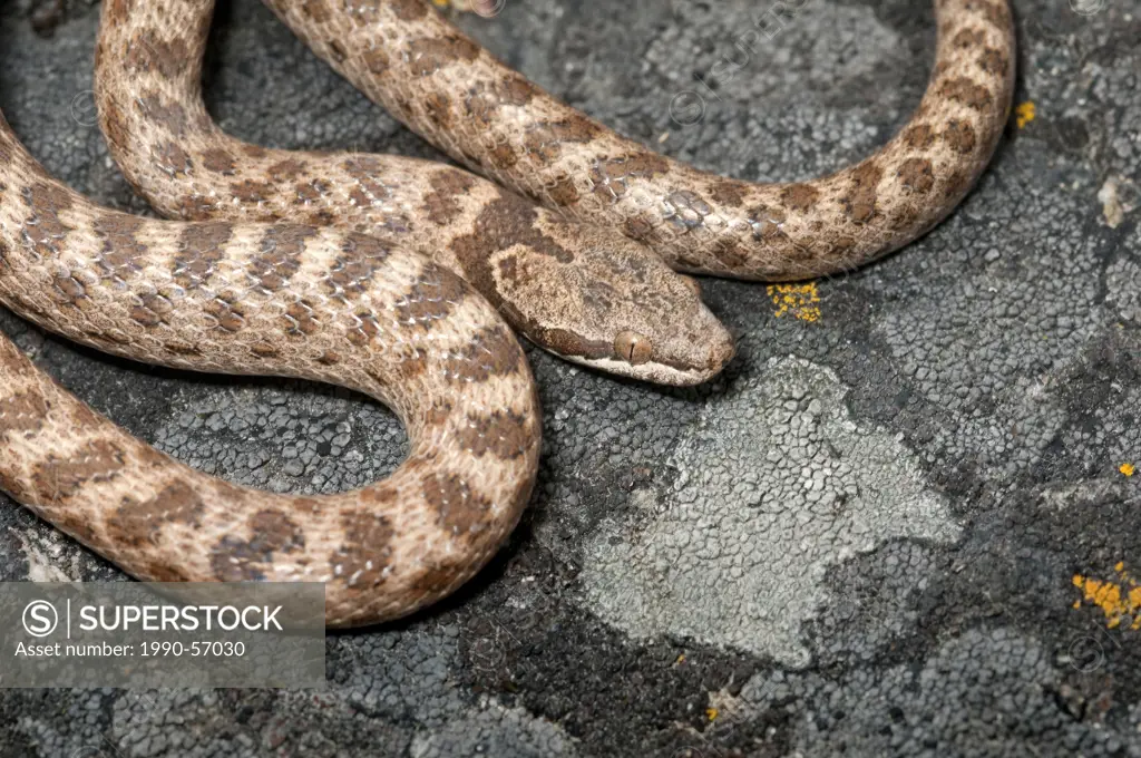 Night snake Hypsiglena torquata, Okanagan Valley, southern British Columbia, Canada