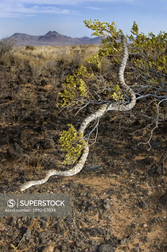 Western lyre snake Trimorphodon biscutatus climbing on a creosote bush, Sonoran Desert, southeastern Arizona, United States of America
