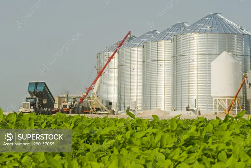 Mid growth soybean field, grain binssilos in the background, Lorette, Manitoba, Canada