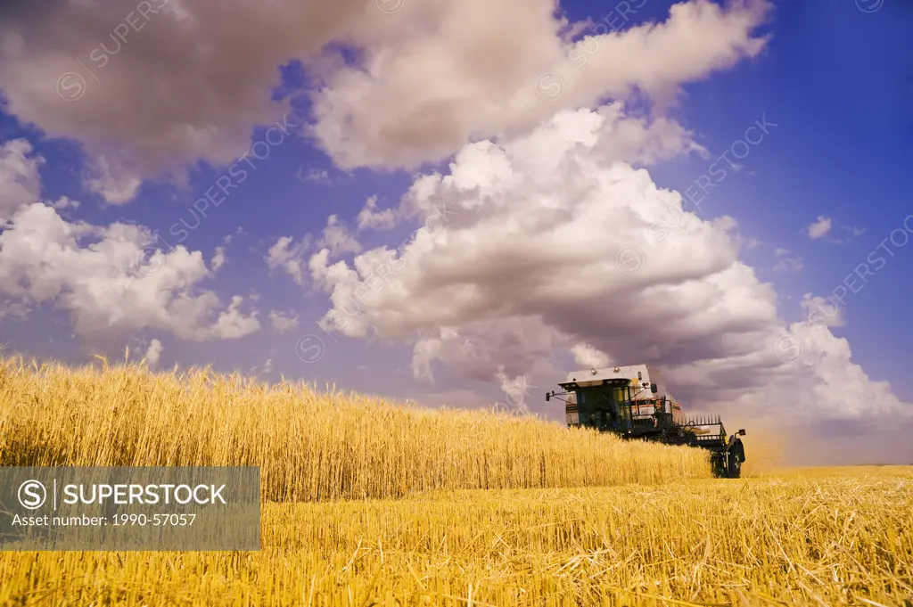 A combine harvesters works in a field of winter wheat, cumulonimbus cloud build up in the sky, near Lorette, Manitoba, Canada