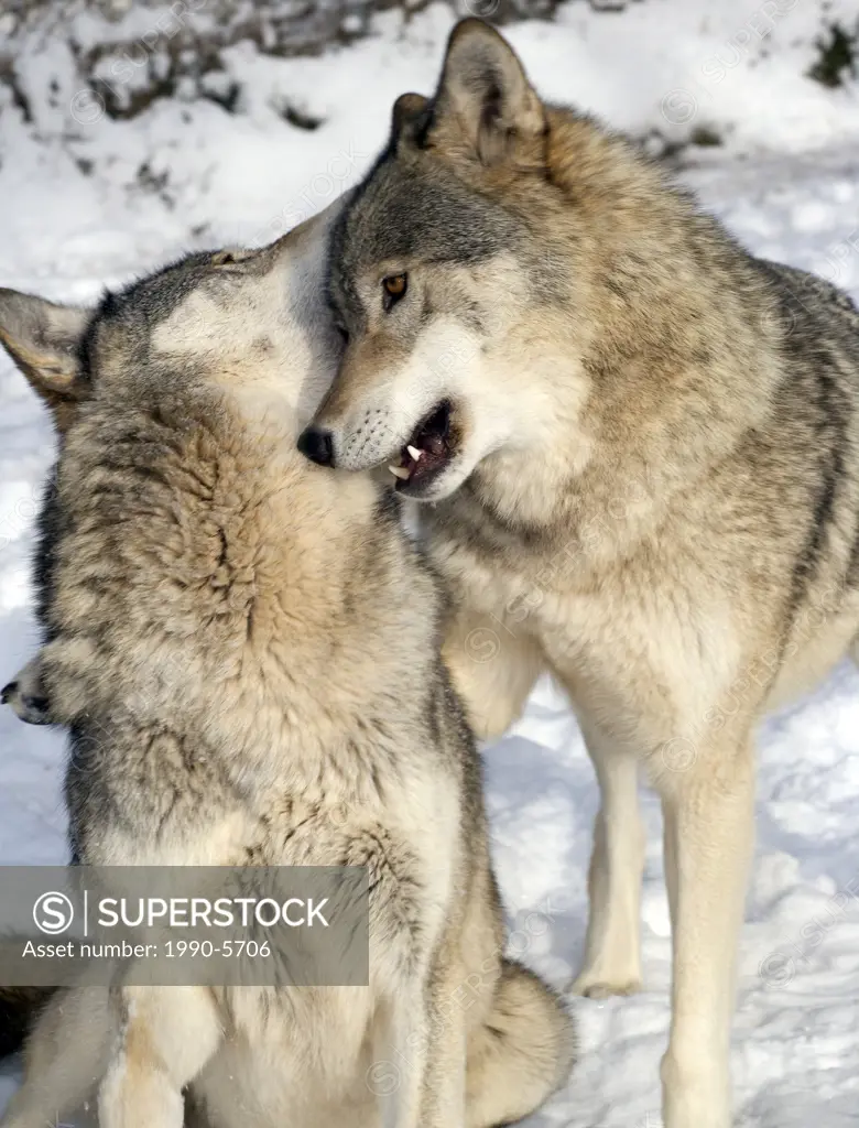 Canis lupis, Young male Grey Wolves playing, Canada