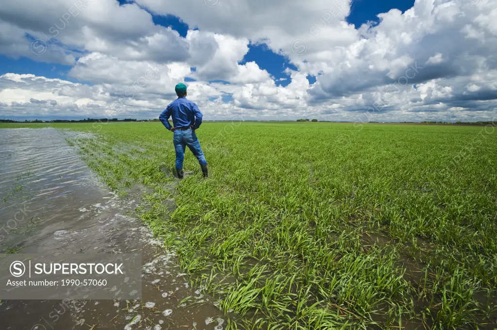 A farmer in a flooded early growth barley field, developing storm clouds in the sky, near Niverville, Manitoba, Canada