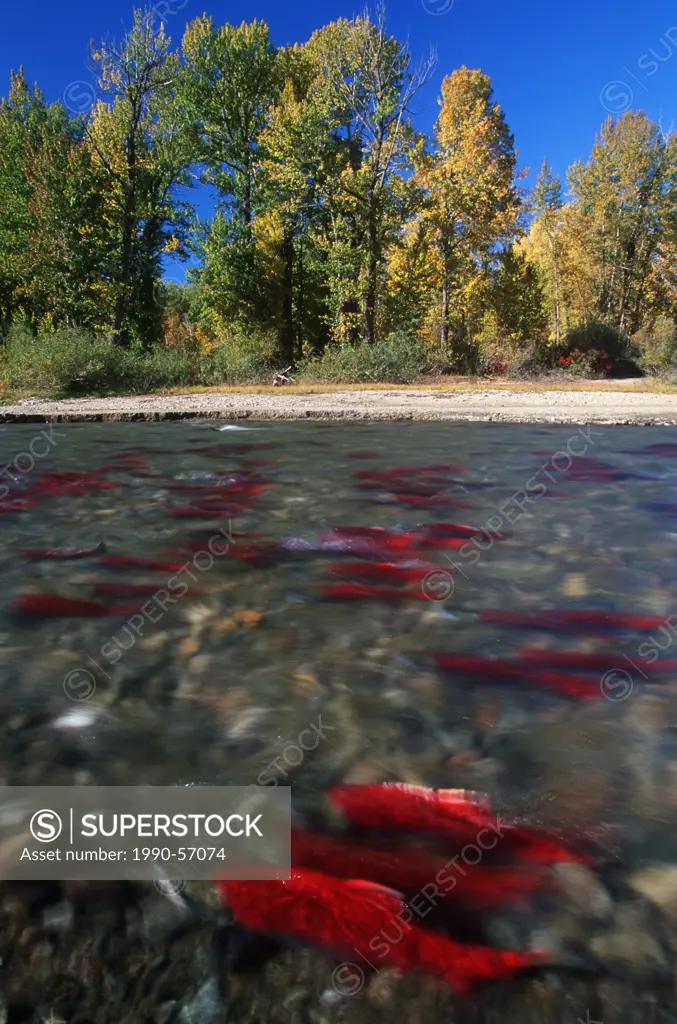 Sockeye salmon, Adams River, Shuswap, British Columbia, Canada