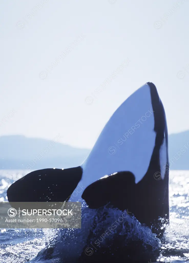 spy hopping Orca orcinus orca off Saturna Island, British Columbia, Canada.