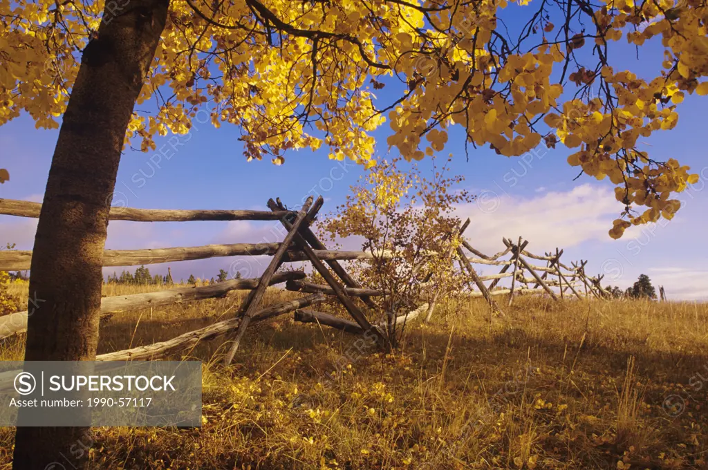 Russell fence & aspen tree in fall colours, Chilcotin region, British Columbia, Canada.