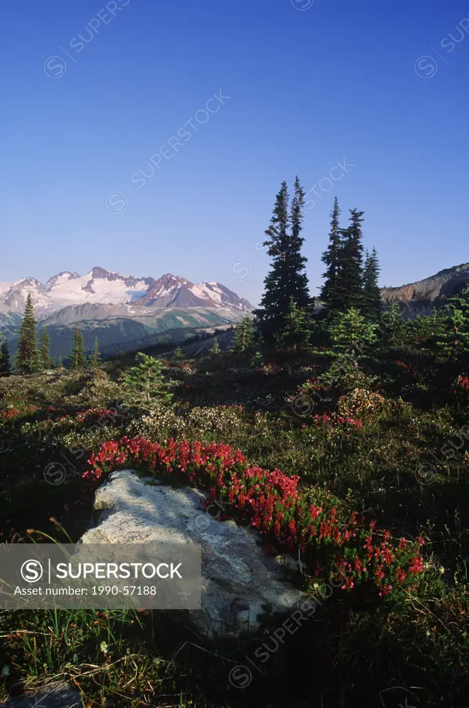 Meadow in Alpine with heather blossoms, Whistler, British Columbia, Canada.