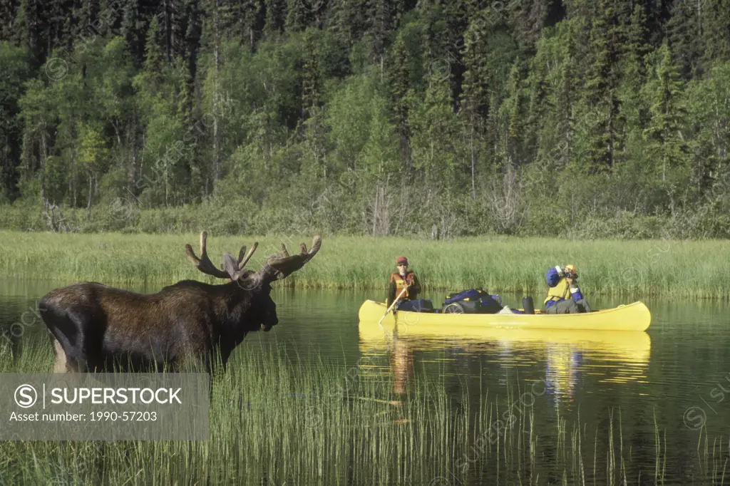 Bowron Lake Park, Moose and canoeists, British Columbia, Canada.