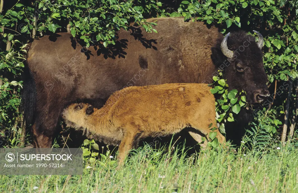 Wood bison calf nursing with mother, northern British Columbia, Canada.