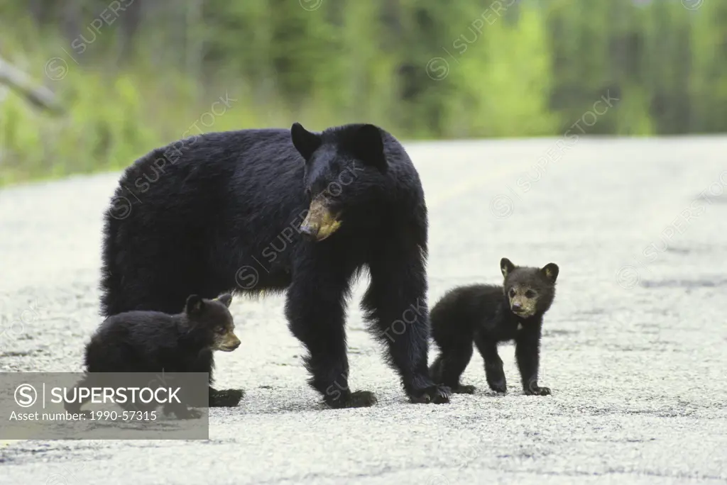 The American Black Bear Ursus americanus is the most common bear species native to North America, British Columbia, Canada.