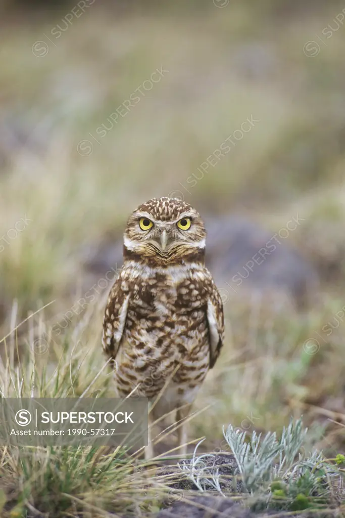 Burrowing owl, Endangered Species, Nicola Valley, British Columbia, Canada.