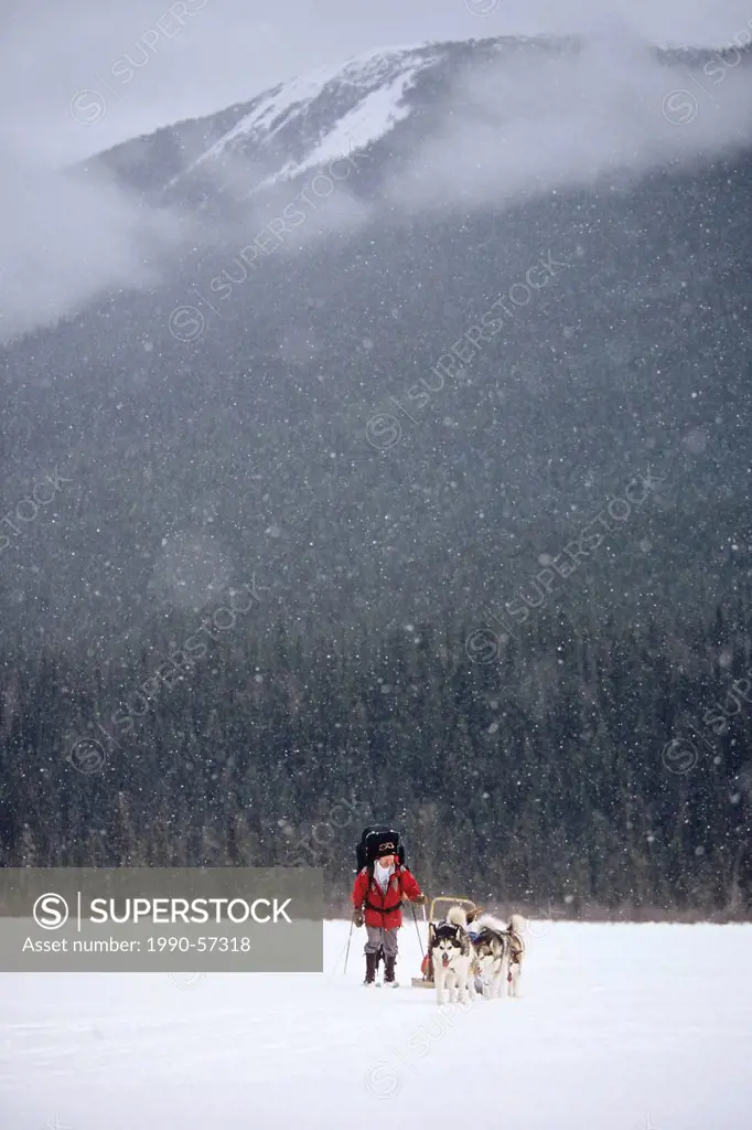Backcountry skier and dogsled on frozen Indianpoint Lake, Bowron Lakes Provincial Park, British Columbia, Canada.