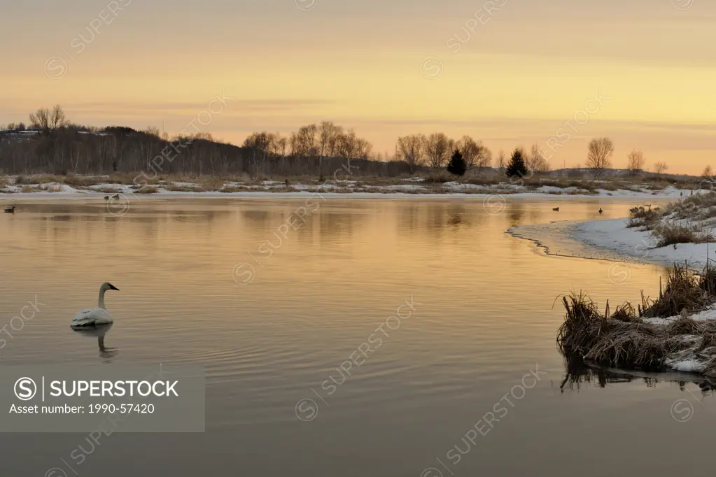 Junction Creek with waterfowl in early spring at sunrise, Greater Sudbury, Ontario, Canada