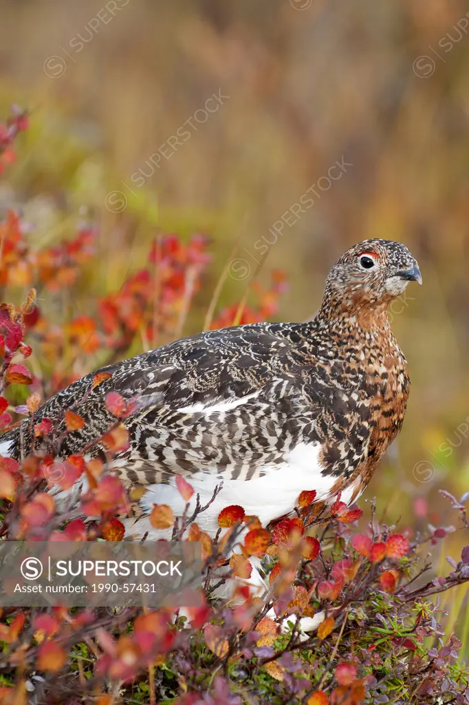 Willow ptarmigan Lagopus lagopus foraging for willow buds and bog cranberries on the autumn tundra, Barrenlands, central Northwest Territories, Arctic...
