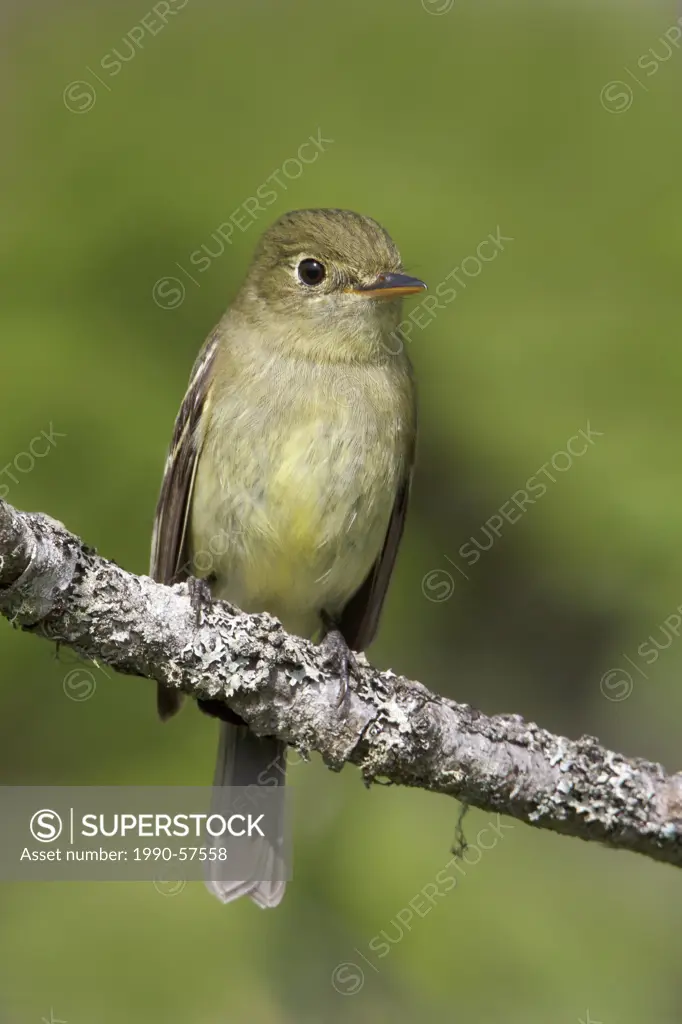 Yellow_bellied Flycatcher Empidonax flaviventris perched on a branch in Newfoundland, Canada.
