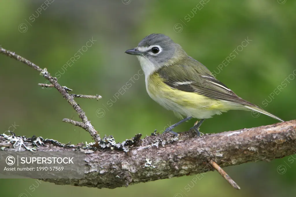 Blue_headed Vireo Vireo solitarius perched on a branch in Newfoundland, Canada.