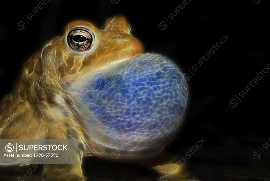 Fractalius rendering of male American Toad Bufo americanus chorusing in vernal pond at night near Thornton, Ontario.