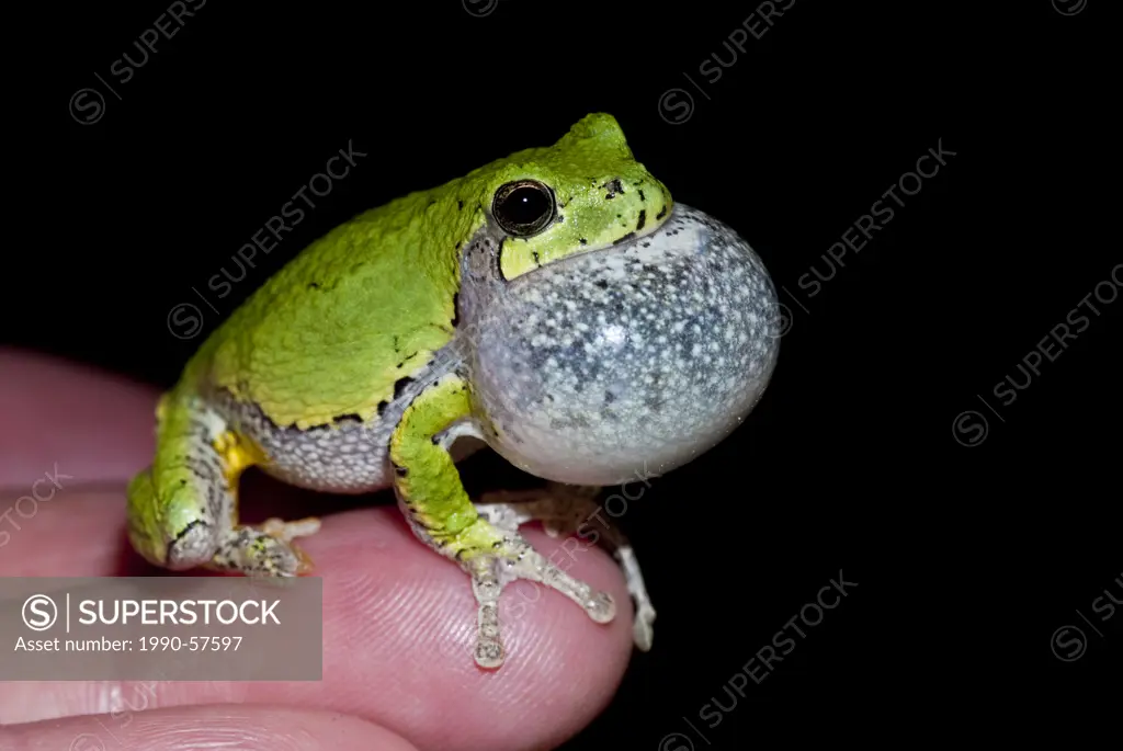 Gray Treefrog Hyla versicolor male chorusing with vocal sac inflated on human´s fingertips