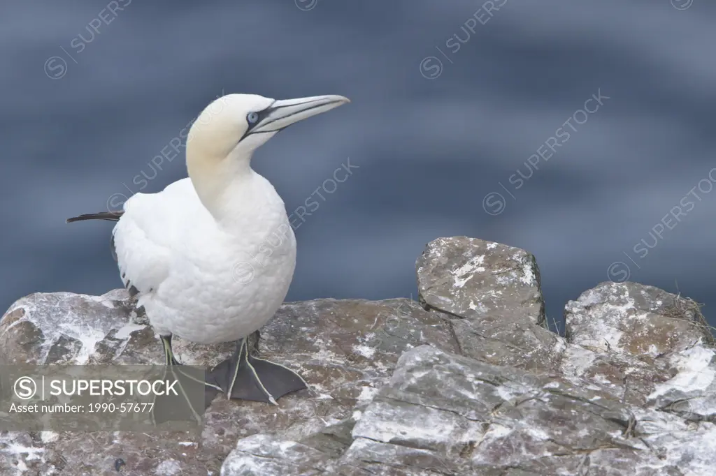 Northern Gannet Morus bassanus perched on a cliff off Newfoundland, Canada.