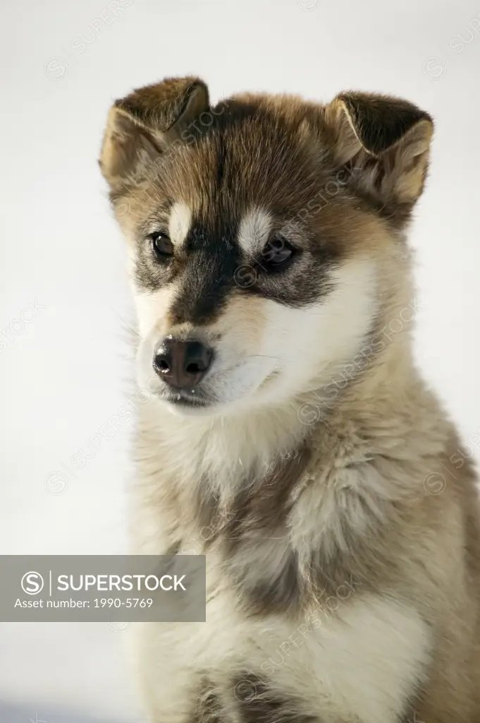 Husky puppy, Northern Canada
