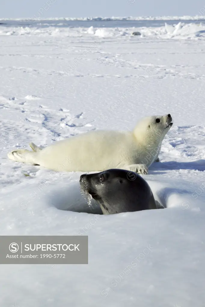 Seal with pup near Gulf of St  Lawrence, Northern Canada