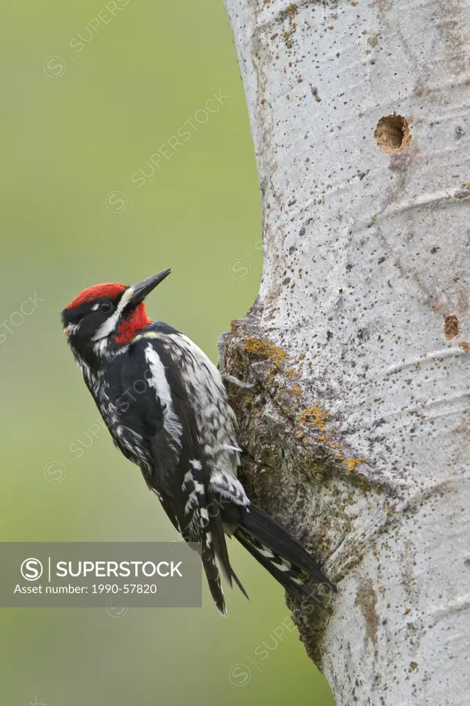 Red_naped Sapsucker Sphyrapicus nuchalis perched at its nest cavity in the Okanagan Valley, British Columbia, Canada.
