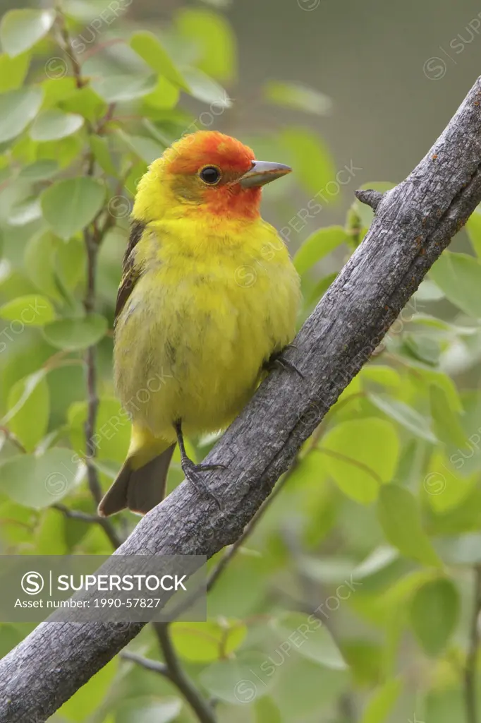 Western Tanager Piranga ludoviciana perched on a branch in the Okanagan Valley, British Columbia, Canada.