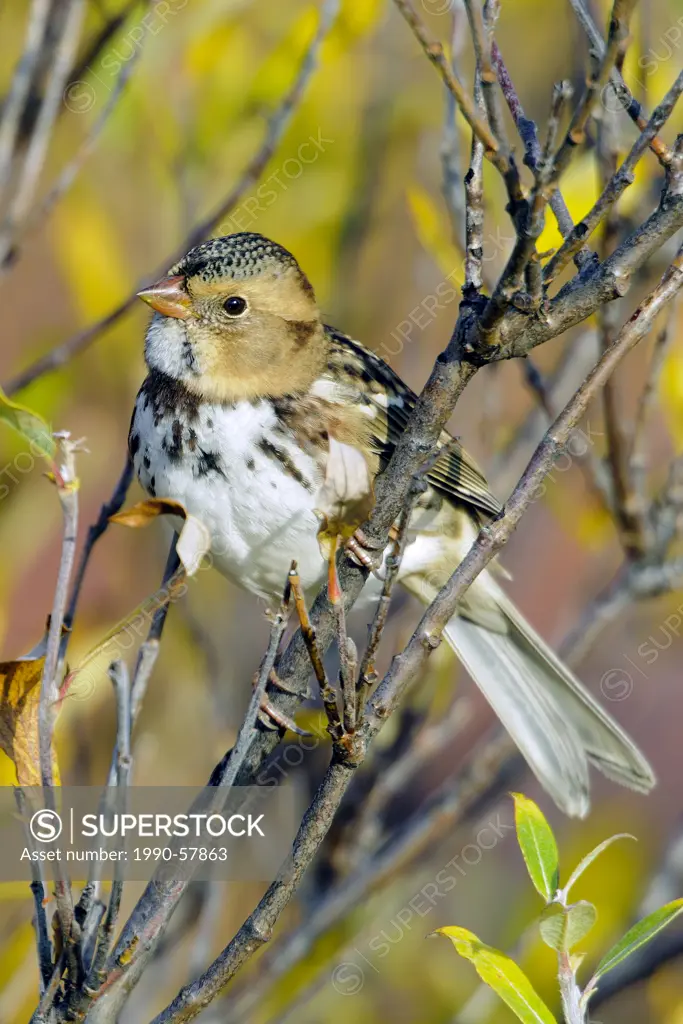 Harris´s sparrow Zonotrichia querula in autumn willow, Barrenlands, central Northwest Territories, Arctic Canada