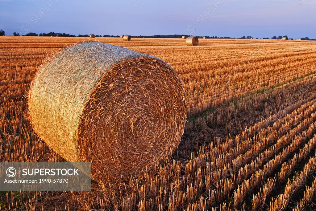 Barley bales in field near Thornton, Ontario, Canada