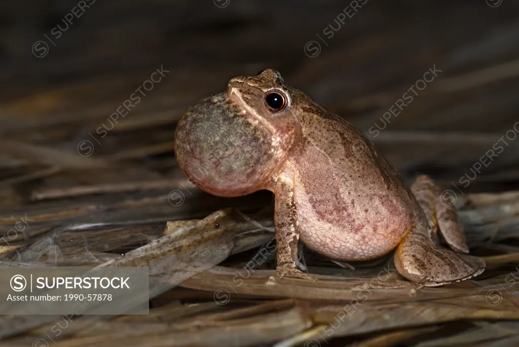 Spring Peeper Pseudacris crucifer chorusing with vocal sac inflated in vernal pond at night near Thornton, Ontario.