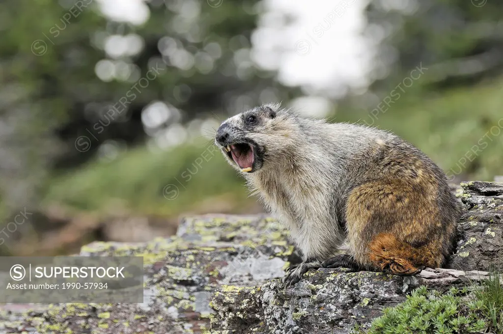 Yellow_bellied marmot Marmota flaviventris whistling, Glacier National Park, Montana, United States of America