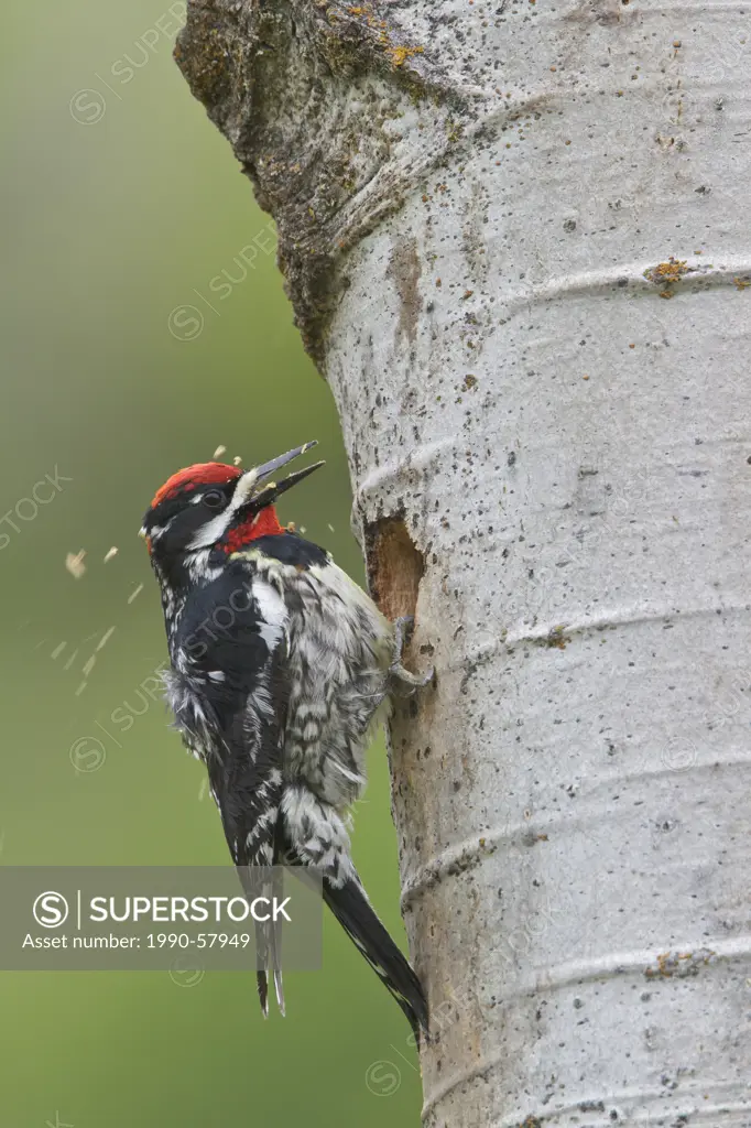 Red_naped Sapsucker Sphyrapicus nuchalis perched at its nest cavity in the Okanagan Valley, British Columbia, Canada.