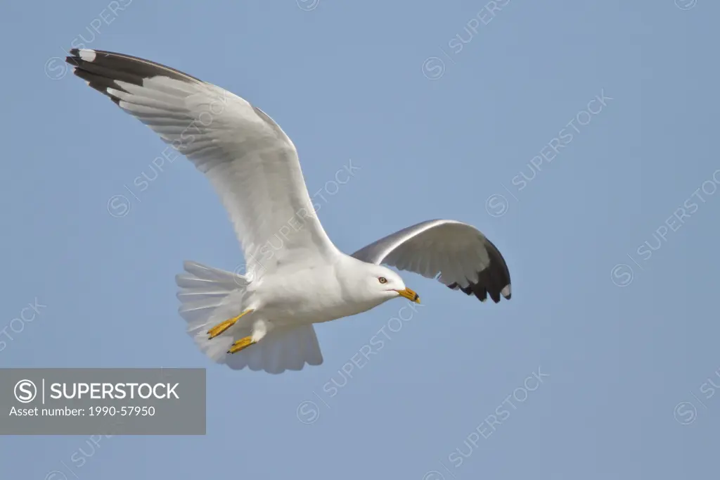 Ring_billed Gull Larus delawarensis flying