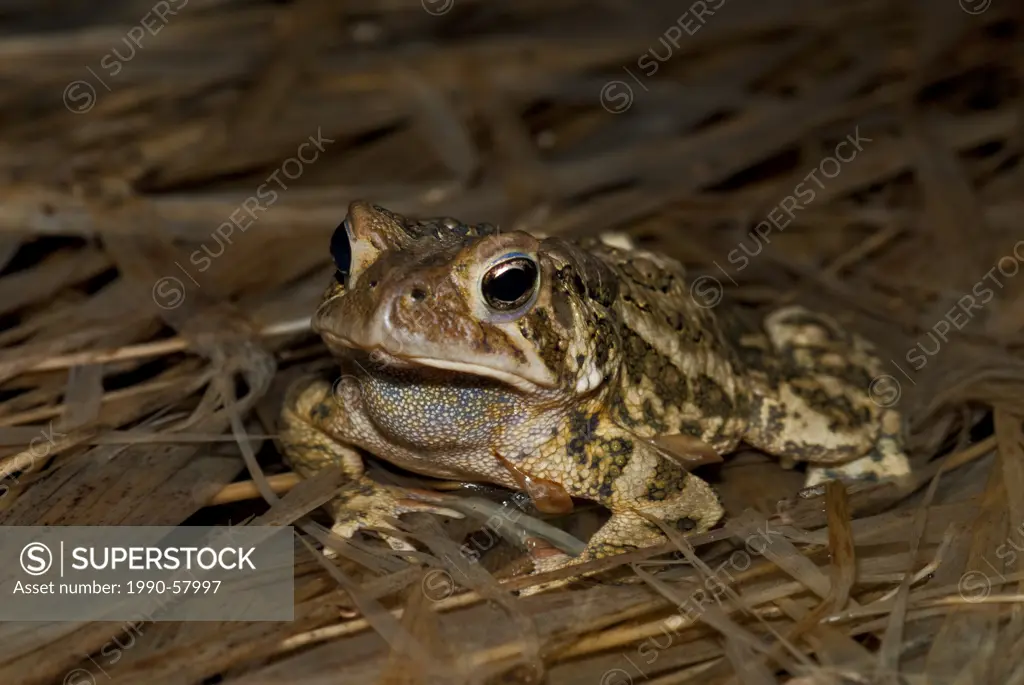 American Toad Bufo americanus in vernal pond at night near Thornton, Ontario