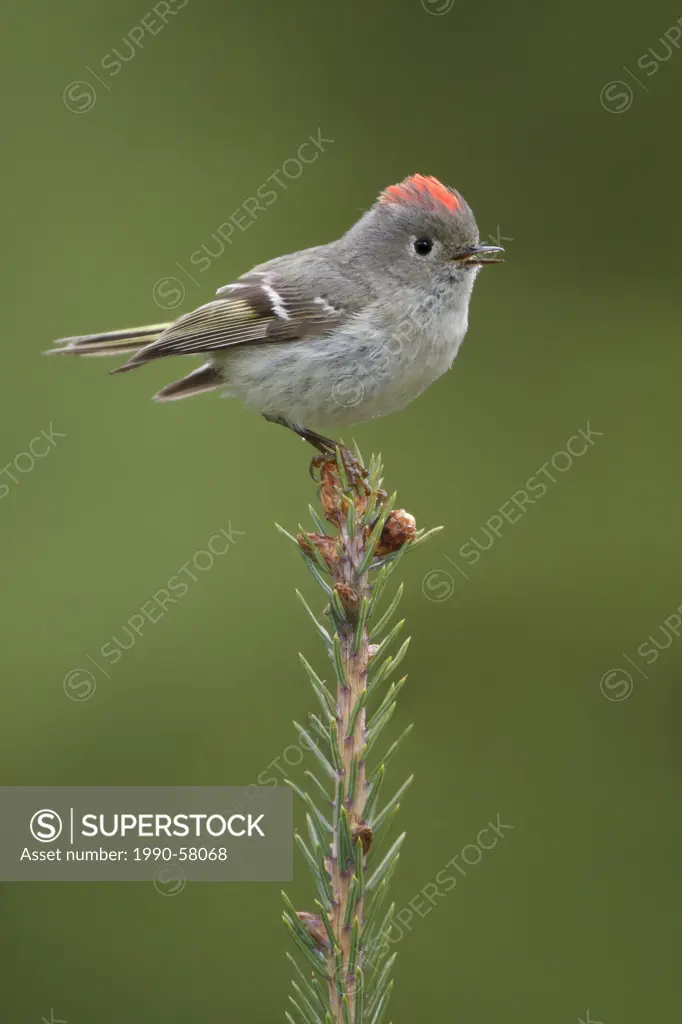 Ruby_crowned Kinglet Regulus calendula perched on a branch in the Okanagan Valley, British Columbia, Canada.