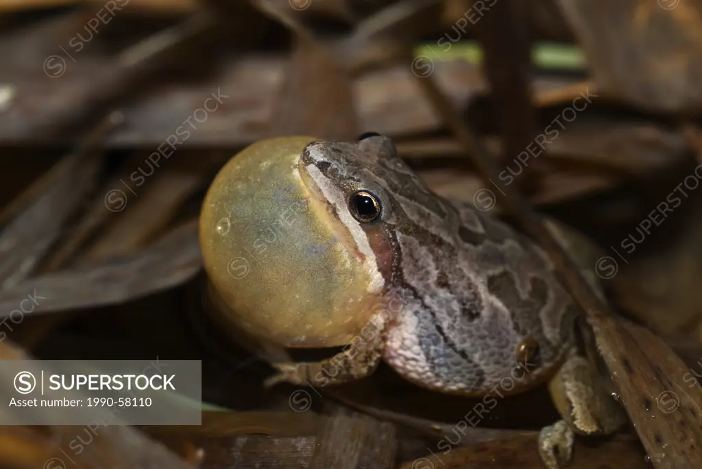 Chorus Frog Pseudacris triseriata with inflated vocal sac in vernal pond at night near Thornton, Ontario