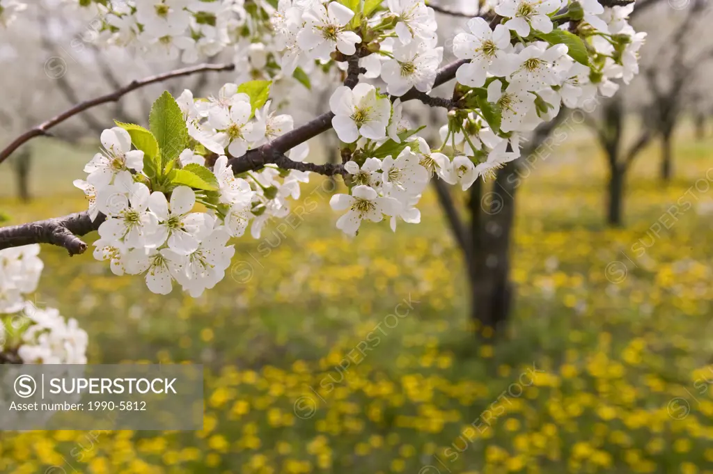 spring flower, Blossoming Cherry Trees near Devils Punch Bowl, Ridge Road, Hamilton, Ontario, Canada